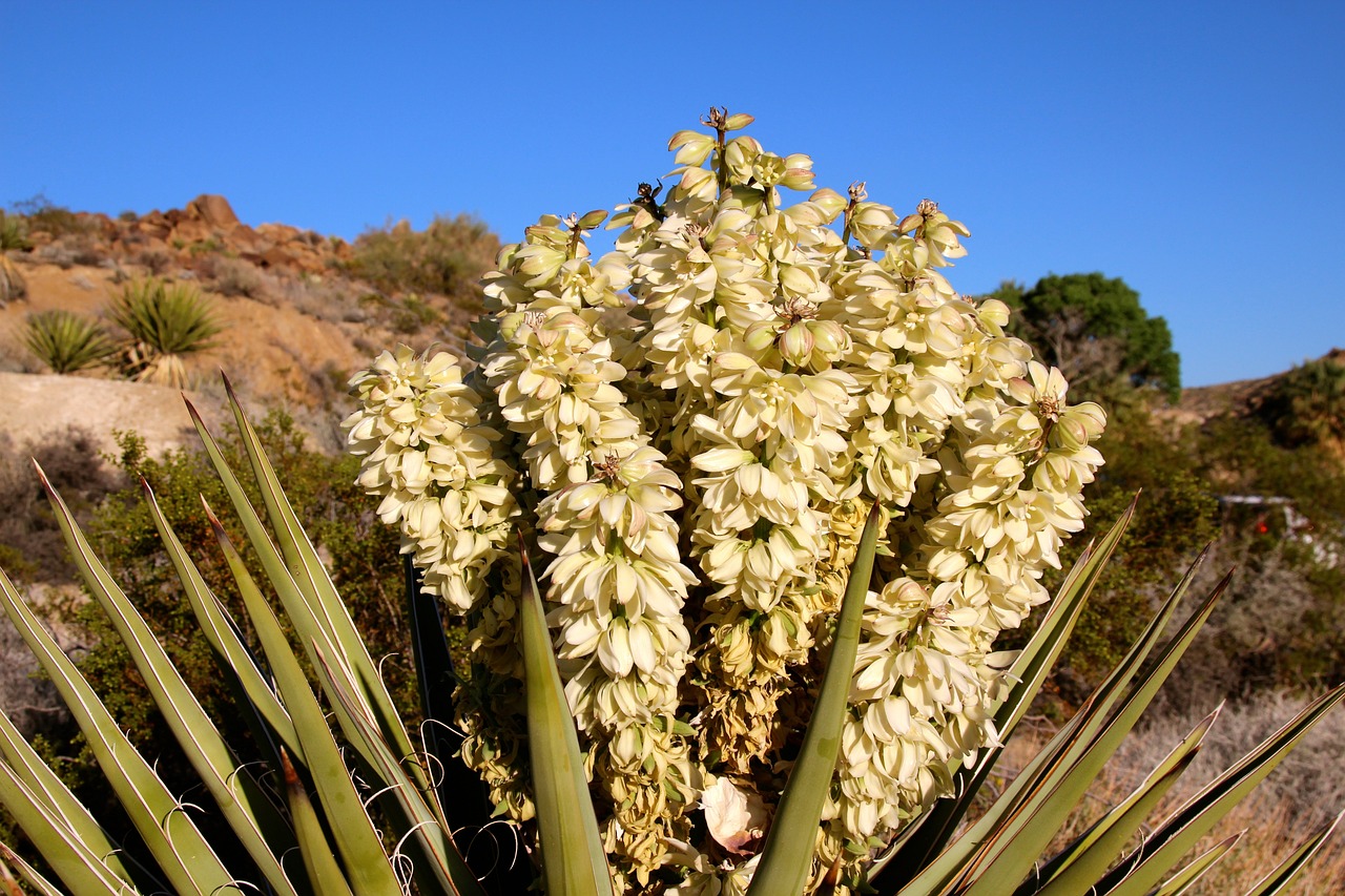 The Hidden Wonders of the United States’ Joshua Tree National Park